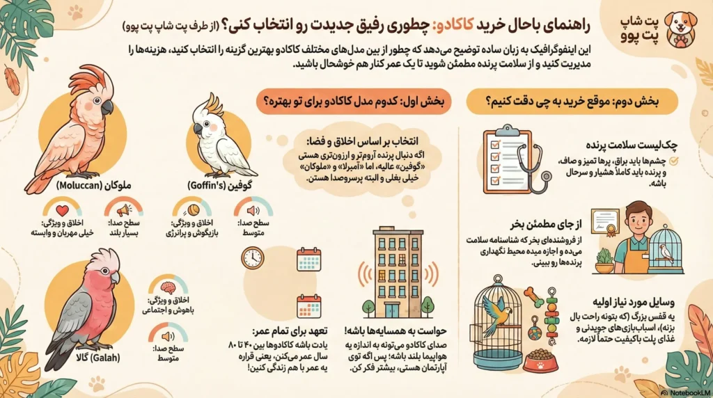 راهنمای خرید کاکادو (Cockatoos) 2 petpoo infographic how to buy cockatoos