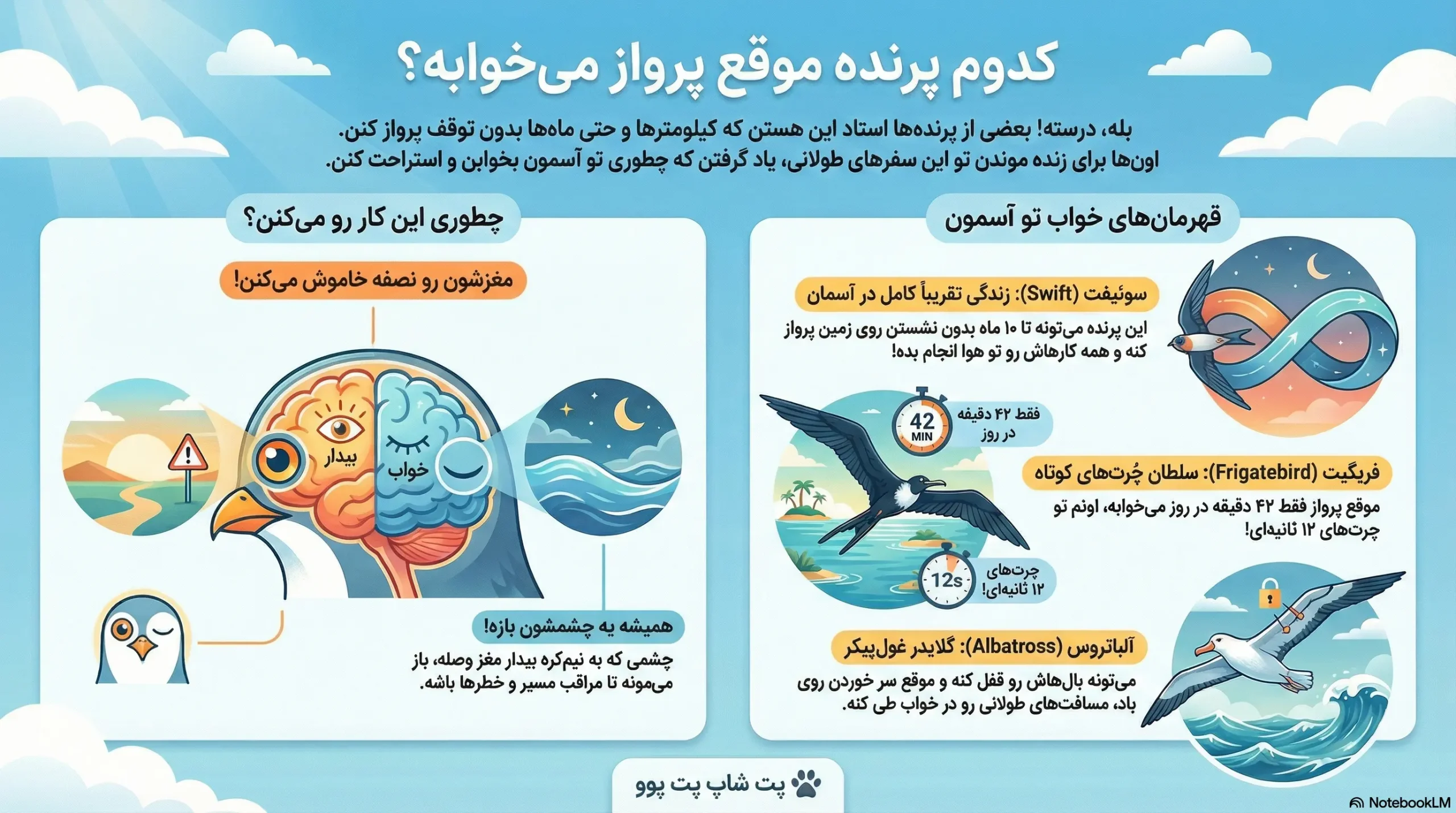 کدام پرنده حین پرواز میتواند بخوابد؟ 1 petpoo infographic which birds can sleep while flying scaled