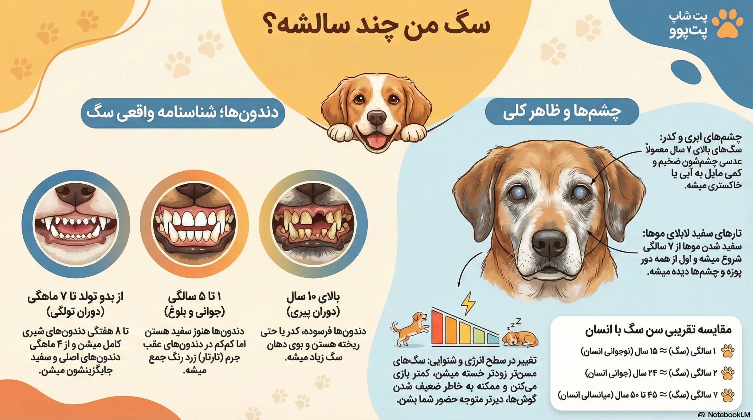 petpoo infographic dog age guide scaled