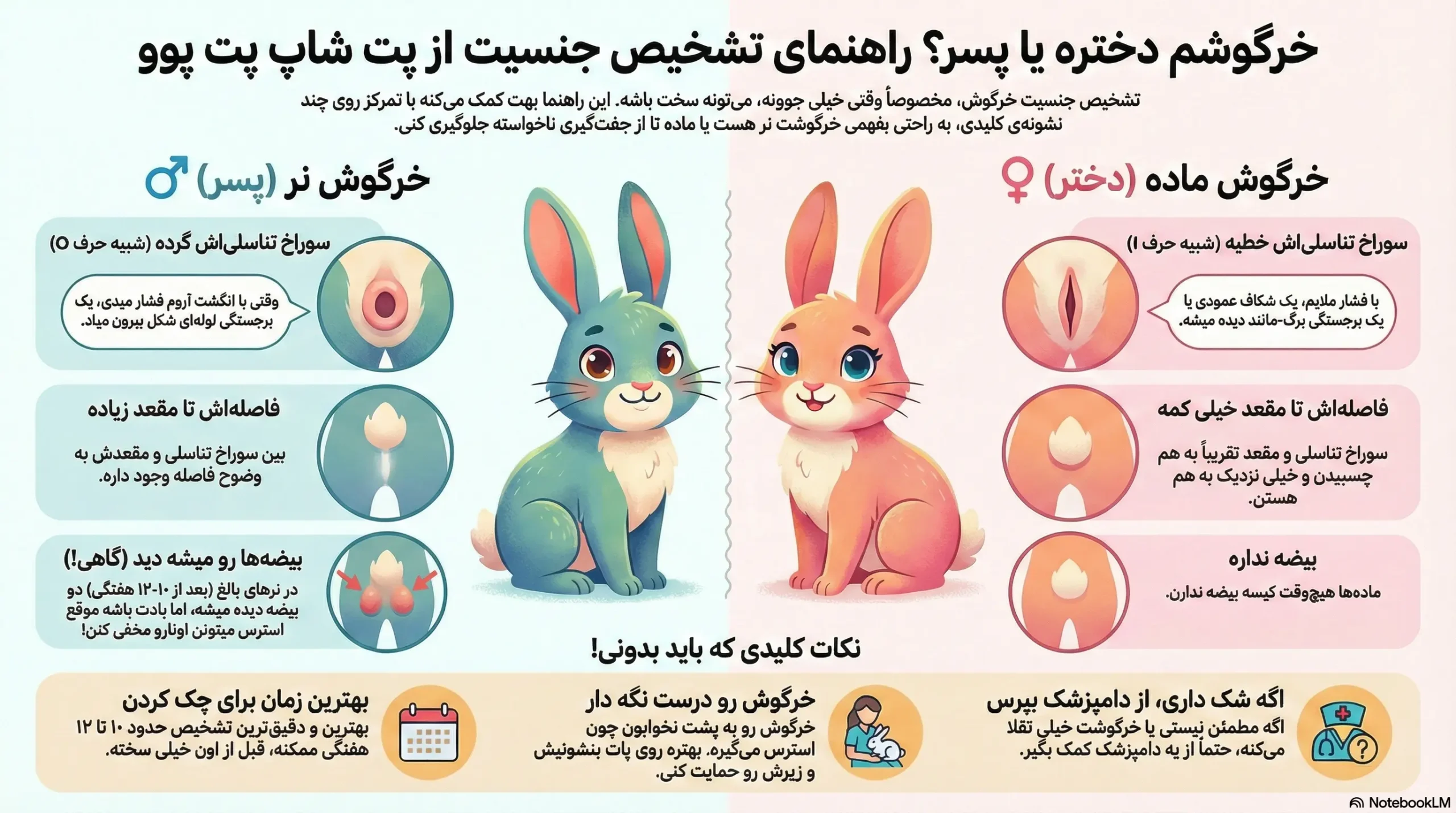 راهنمای تشخیص جنسیت خرگوش! نر یا ماده است؟ 2 petpoo infographic rabbit gender guide scaled