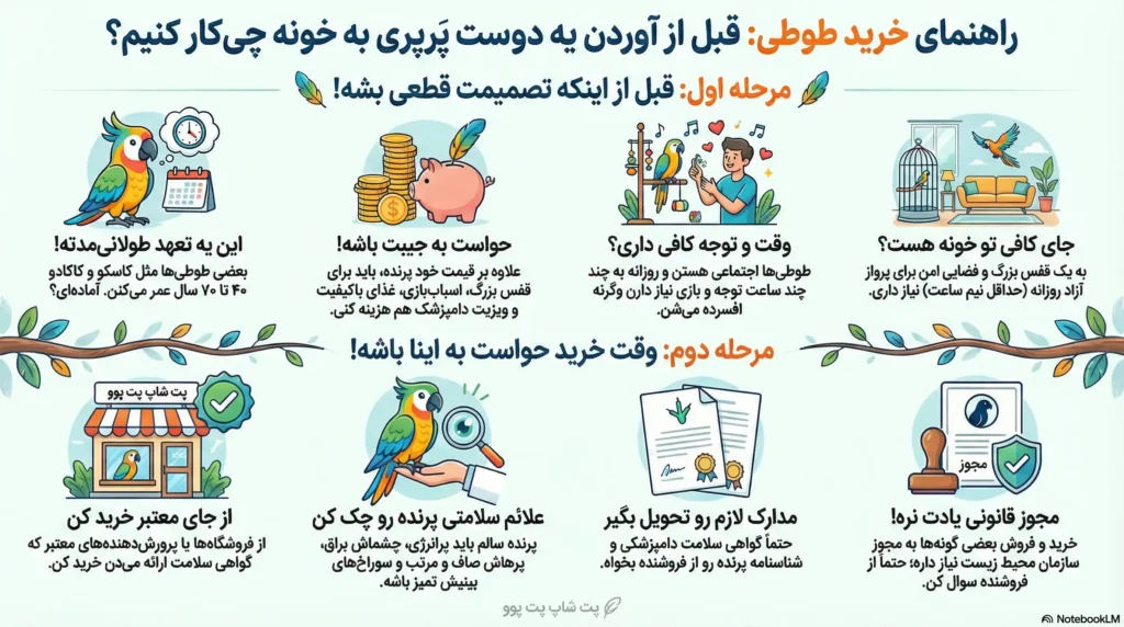 petpoo infographic how to buy parrot