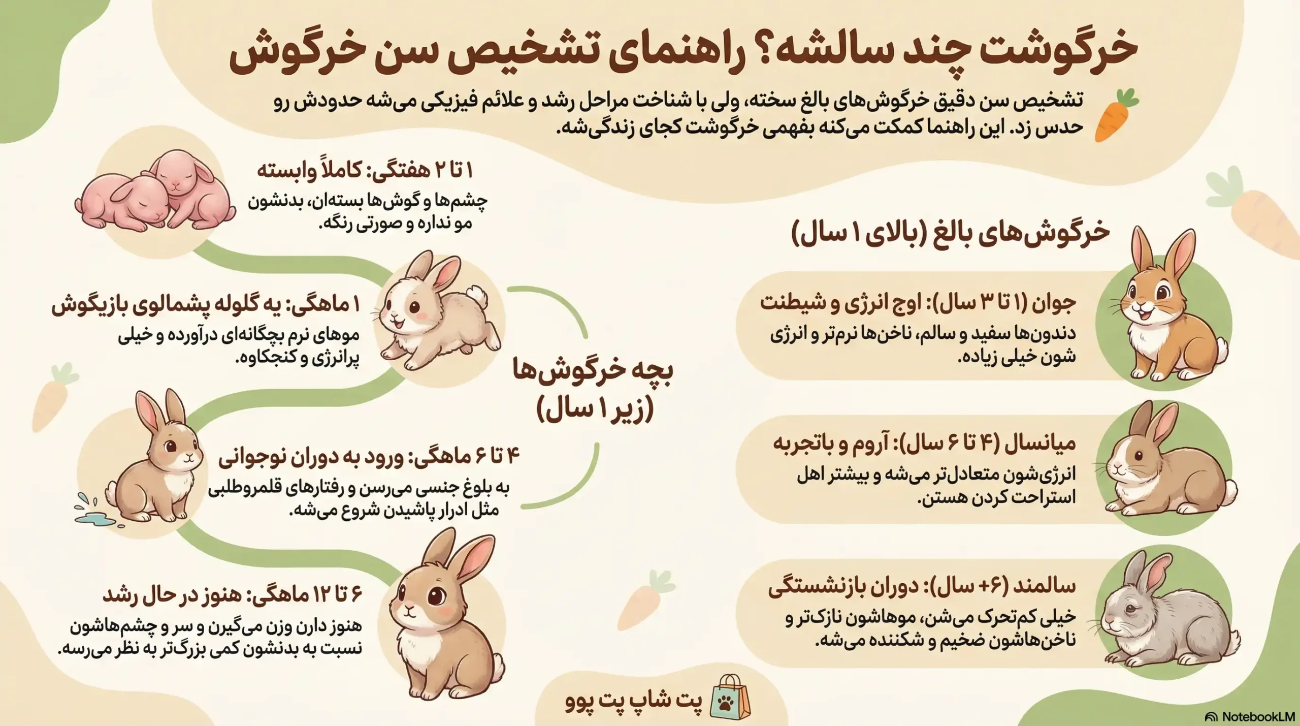 از کجا بفهمیم خرگوش چند ماهه است؟ راهنمای تشخیص سن 1 petpoo infographic rabbit age detection scaled