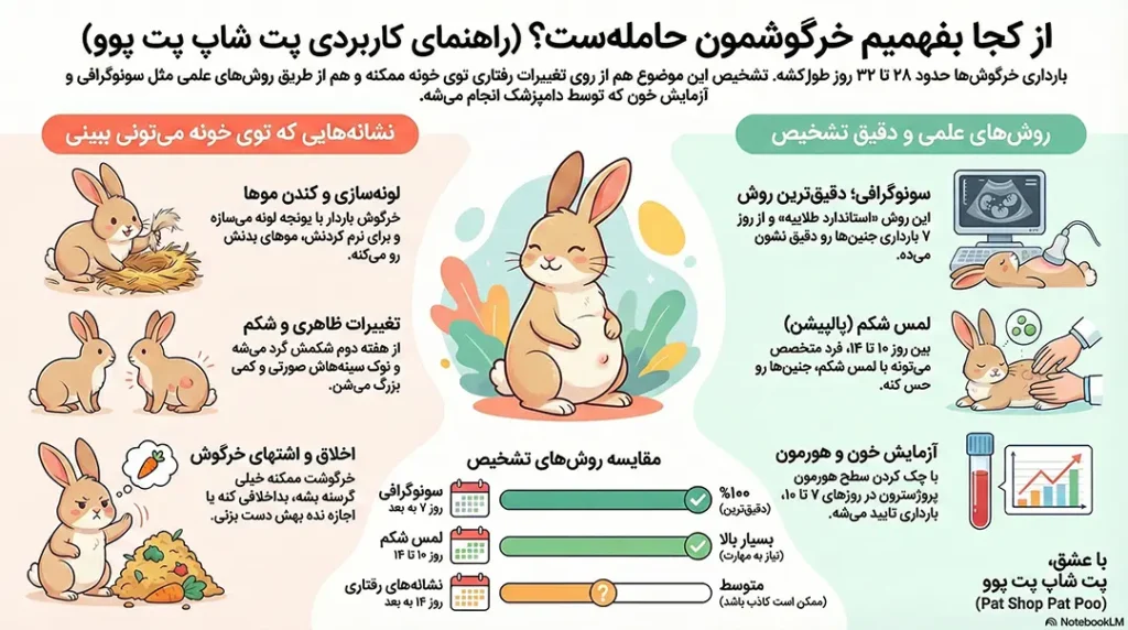 petpoo infographic rabbit pregnancy signs