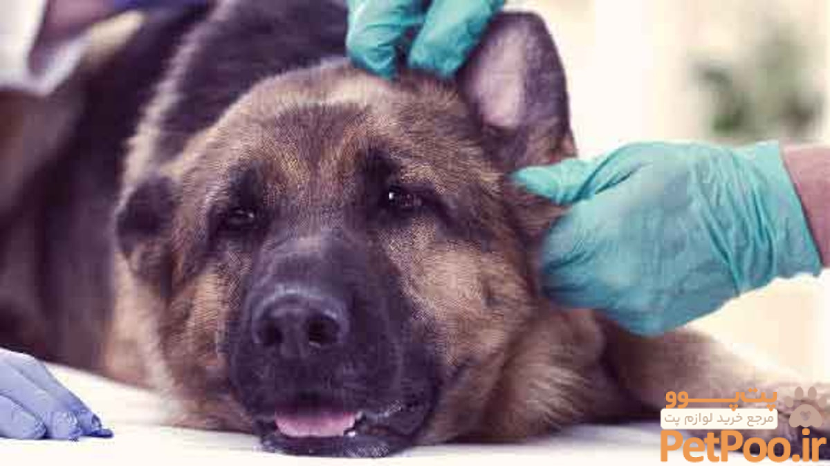 6 Symptoms of a Dog with Rabies | PetCareRx